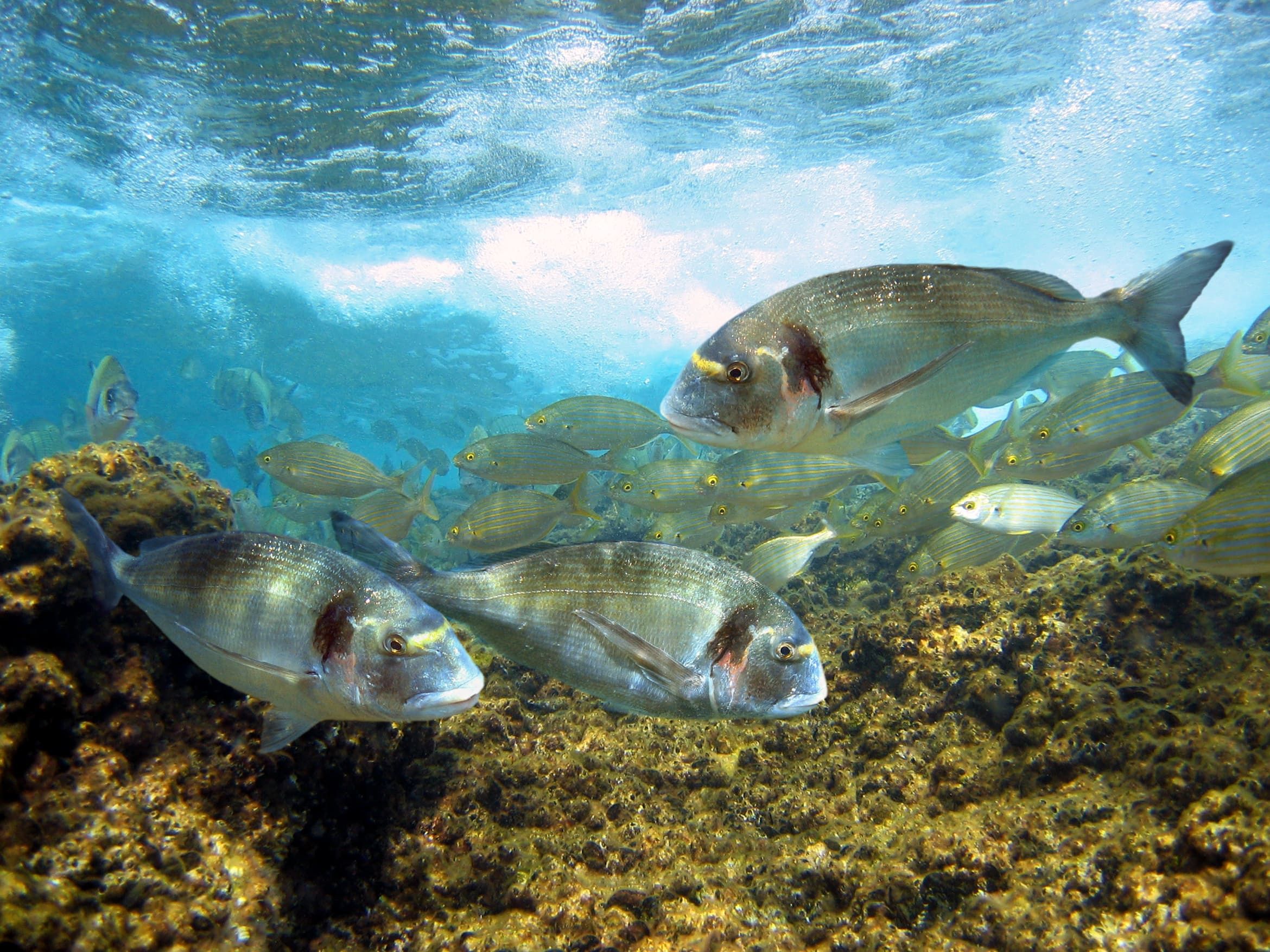 DIETARY DISCRIMINATION OF ORGANOLEPTIC CUES IN GILTHEAD SEABREAM (SPARUS AURATA) - Lucta